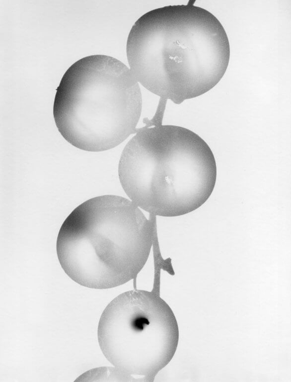 Natural Sources by Jochen Lempert – Kominek