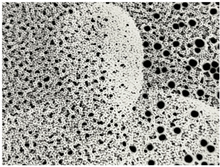 Untitled #9 SP Edition