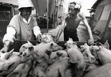 A Life With Pigs