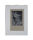 Teikai Collectors Edition