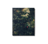 Blackwater River - Artist Edition