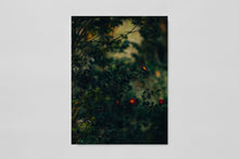 Blackwater River - Artist Edition