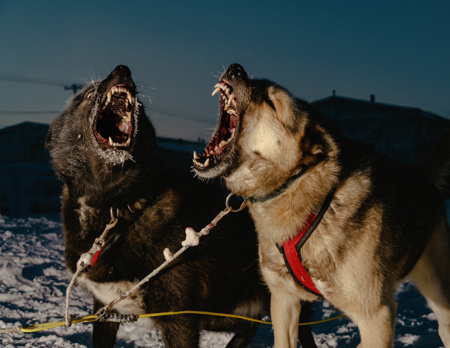 Polar Night [Signed]