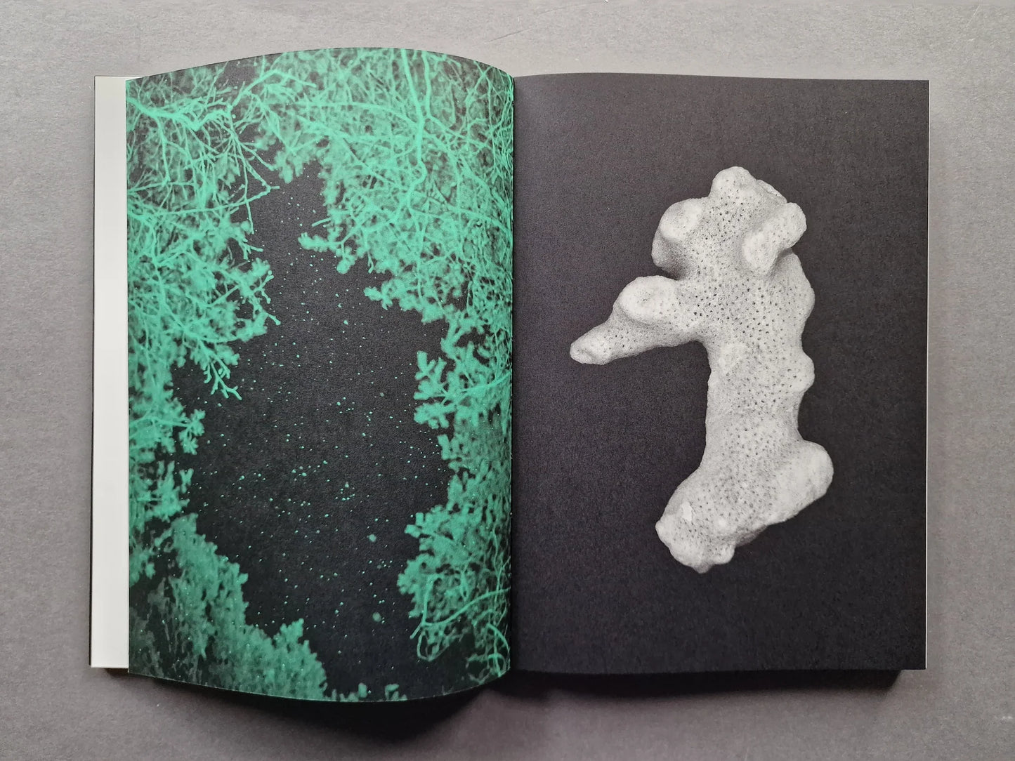 Ursa Major [Signed]