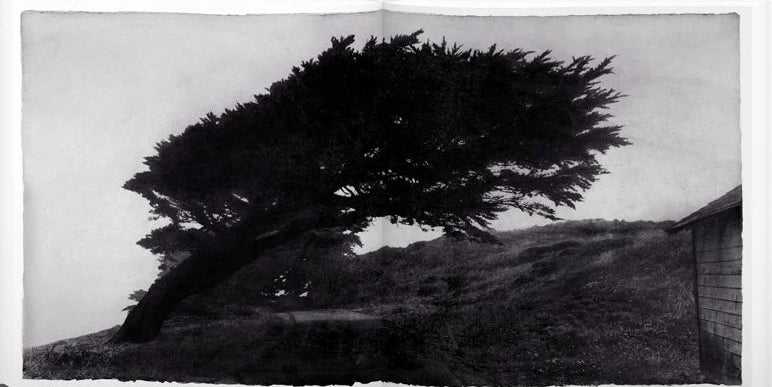 Wind - signed