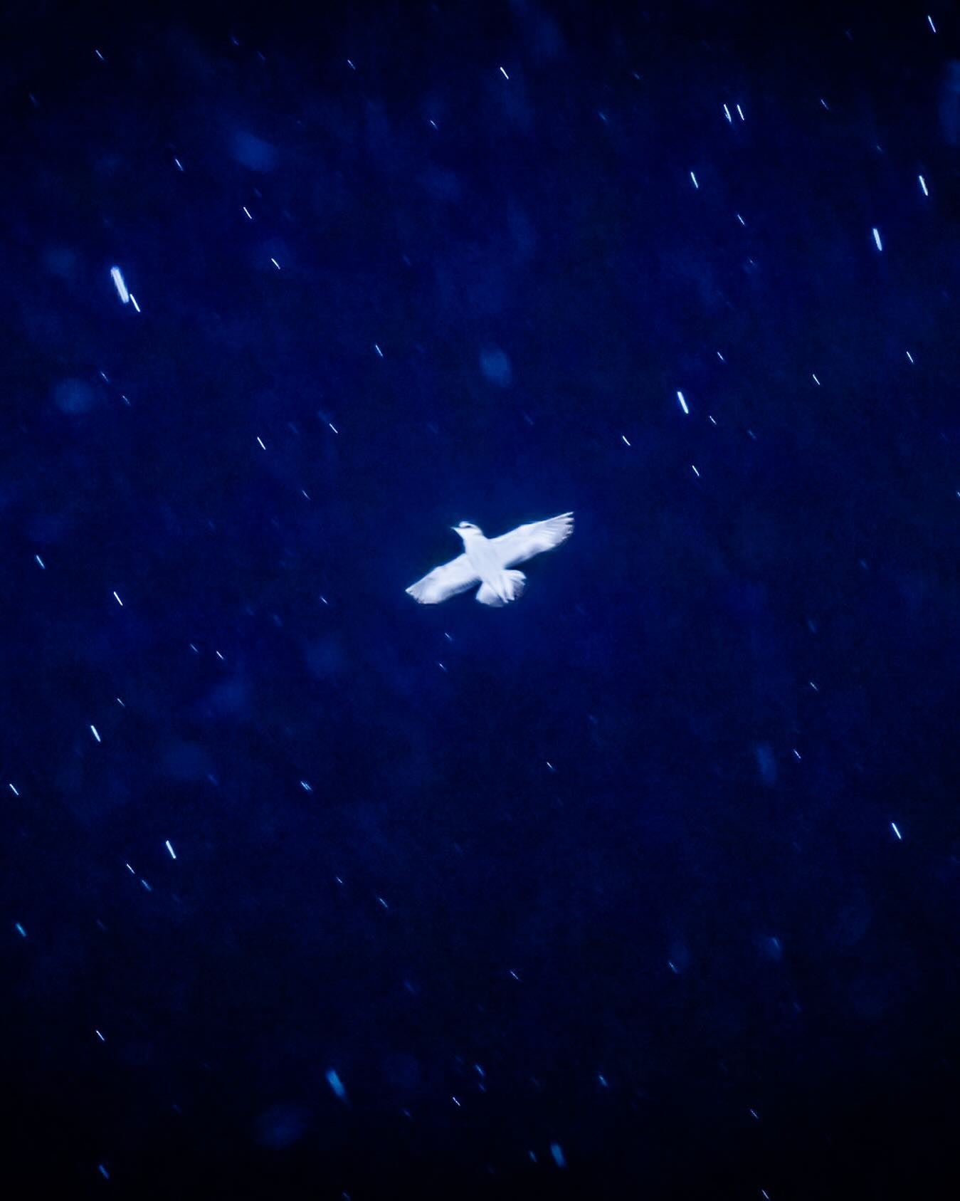 Ursa Major [Signed]