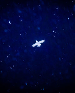 Ursa Major - signed