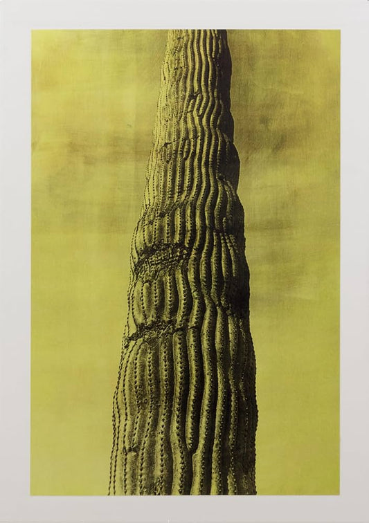 Desert - signed