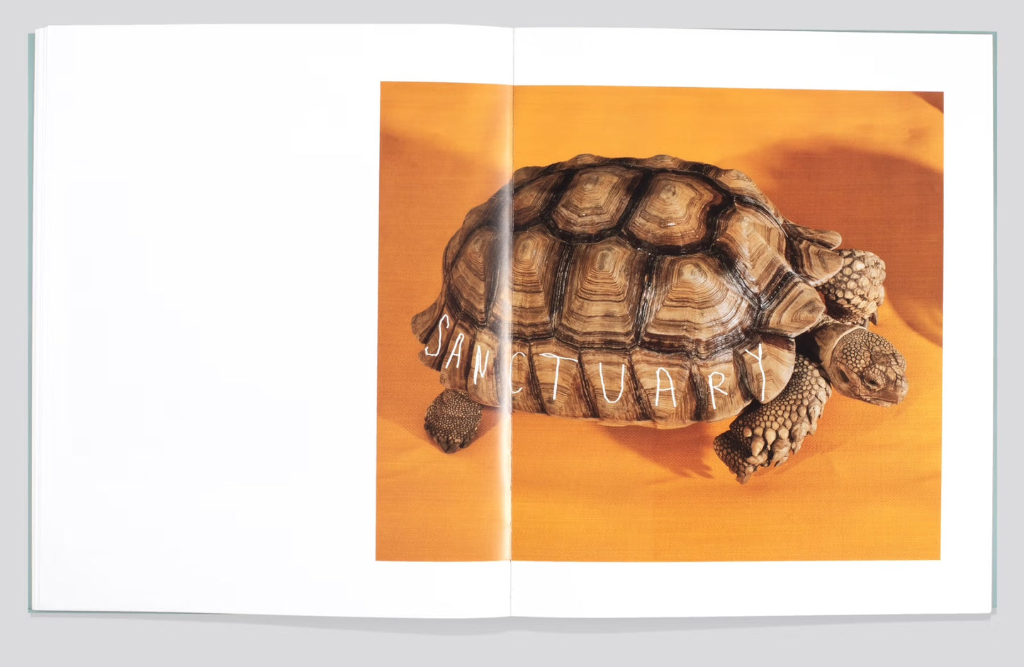 Shells [Signed]