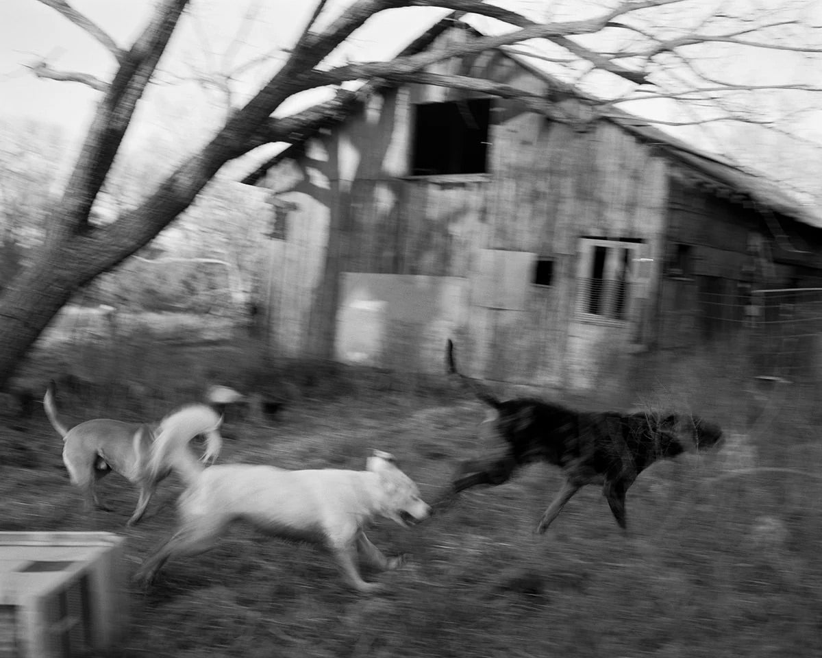 Twelve Acres