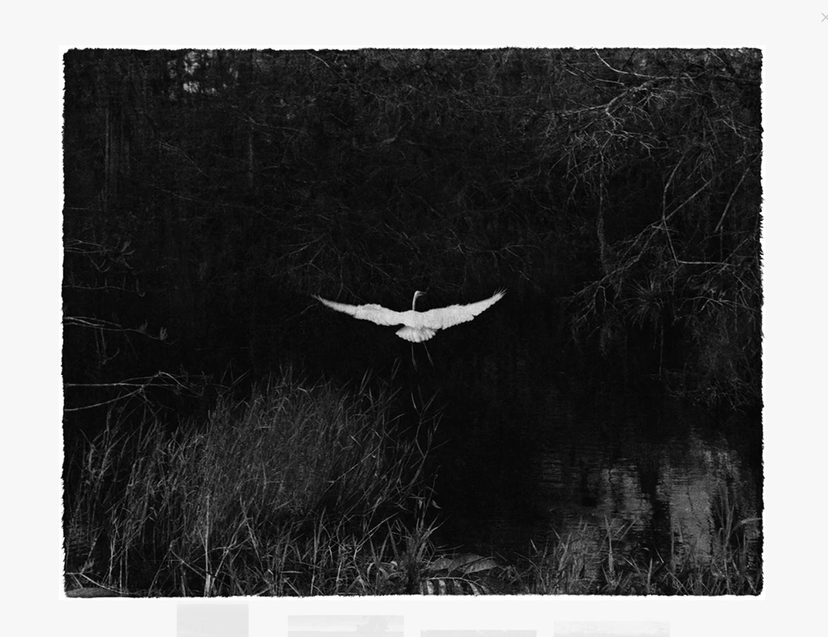 Everglades- signed
