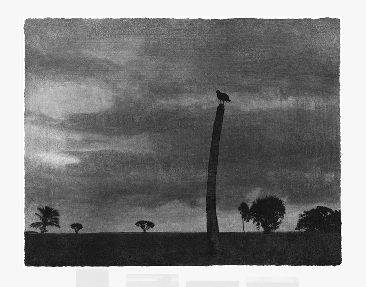 Everglades- signed