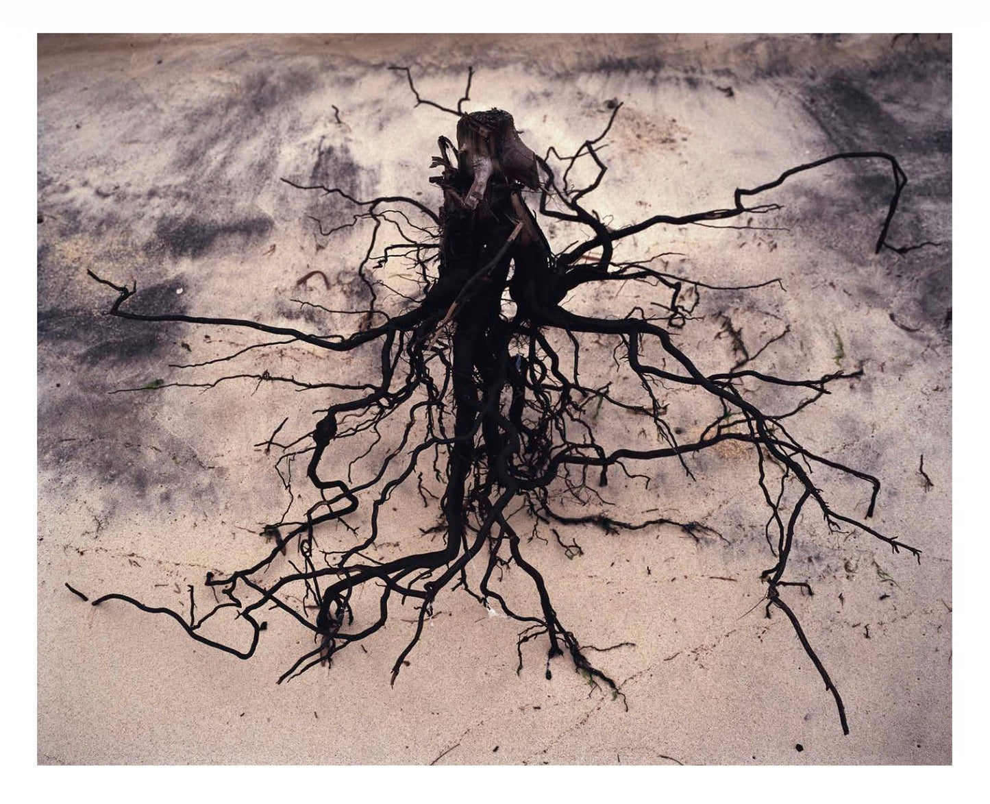Parasomnia [Signed]