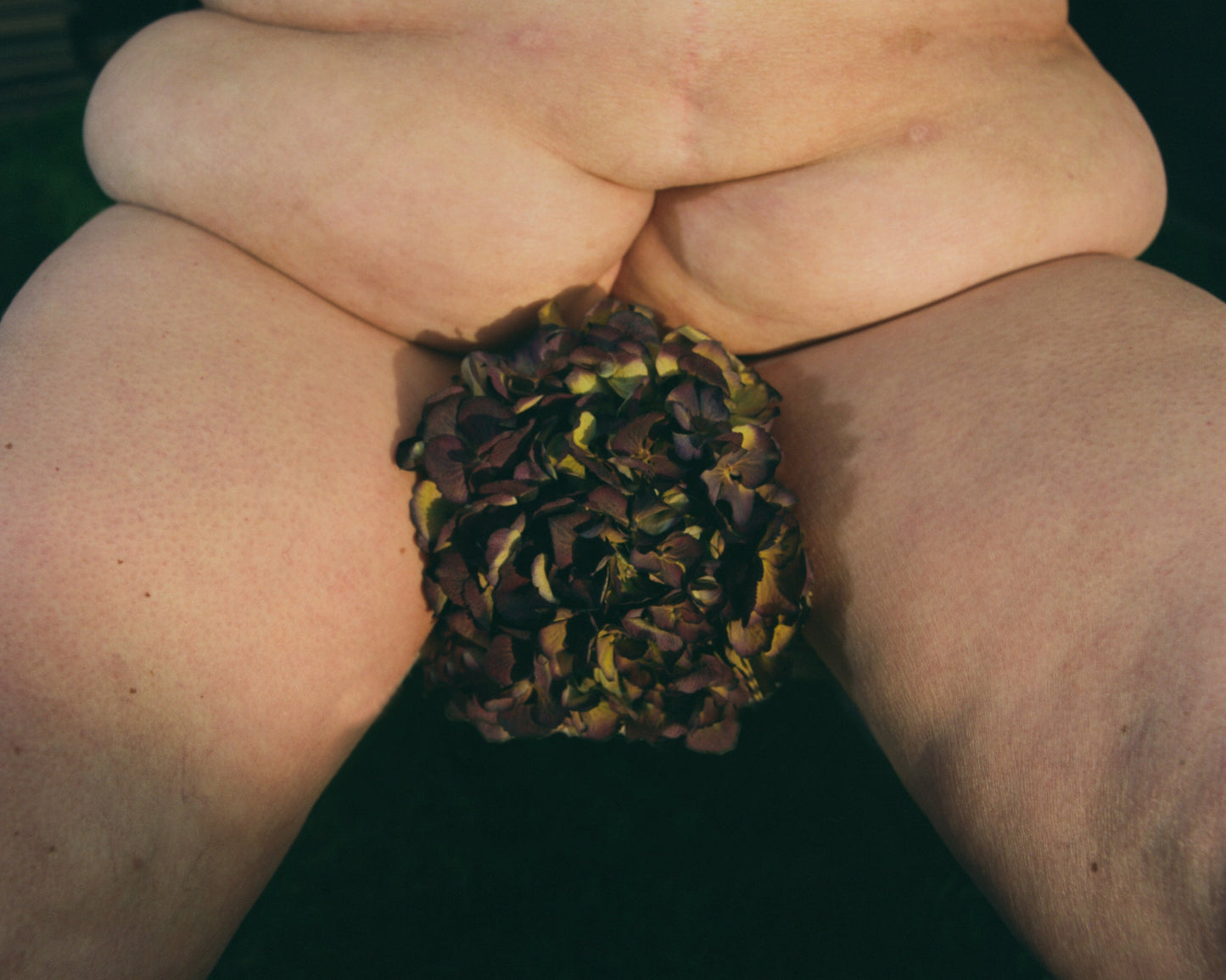 PETAL [Signed]