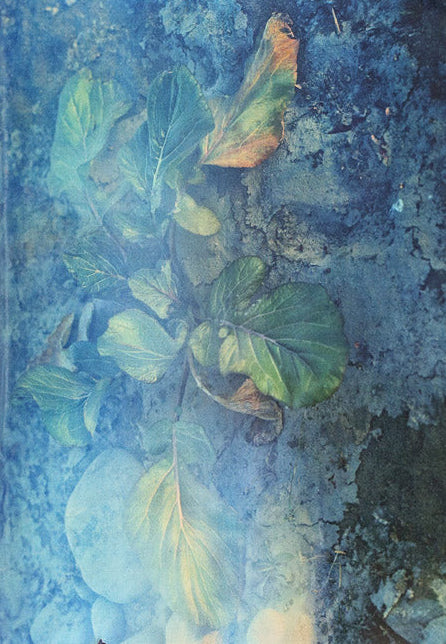 Plants, middle reaches of Tama River, winter [Signed]