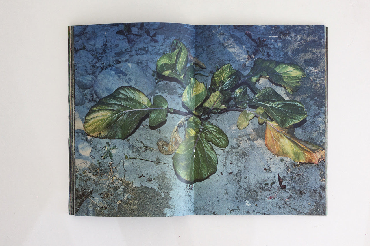 Plants, middle reaches of Tama River, winter - Special Edition