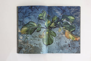 Plants, middle reaches of Tama River, winter - Special Edition