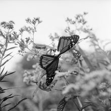 The Seraphim