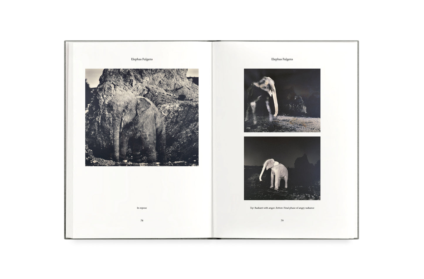 FAUNA - wholesale