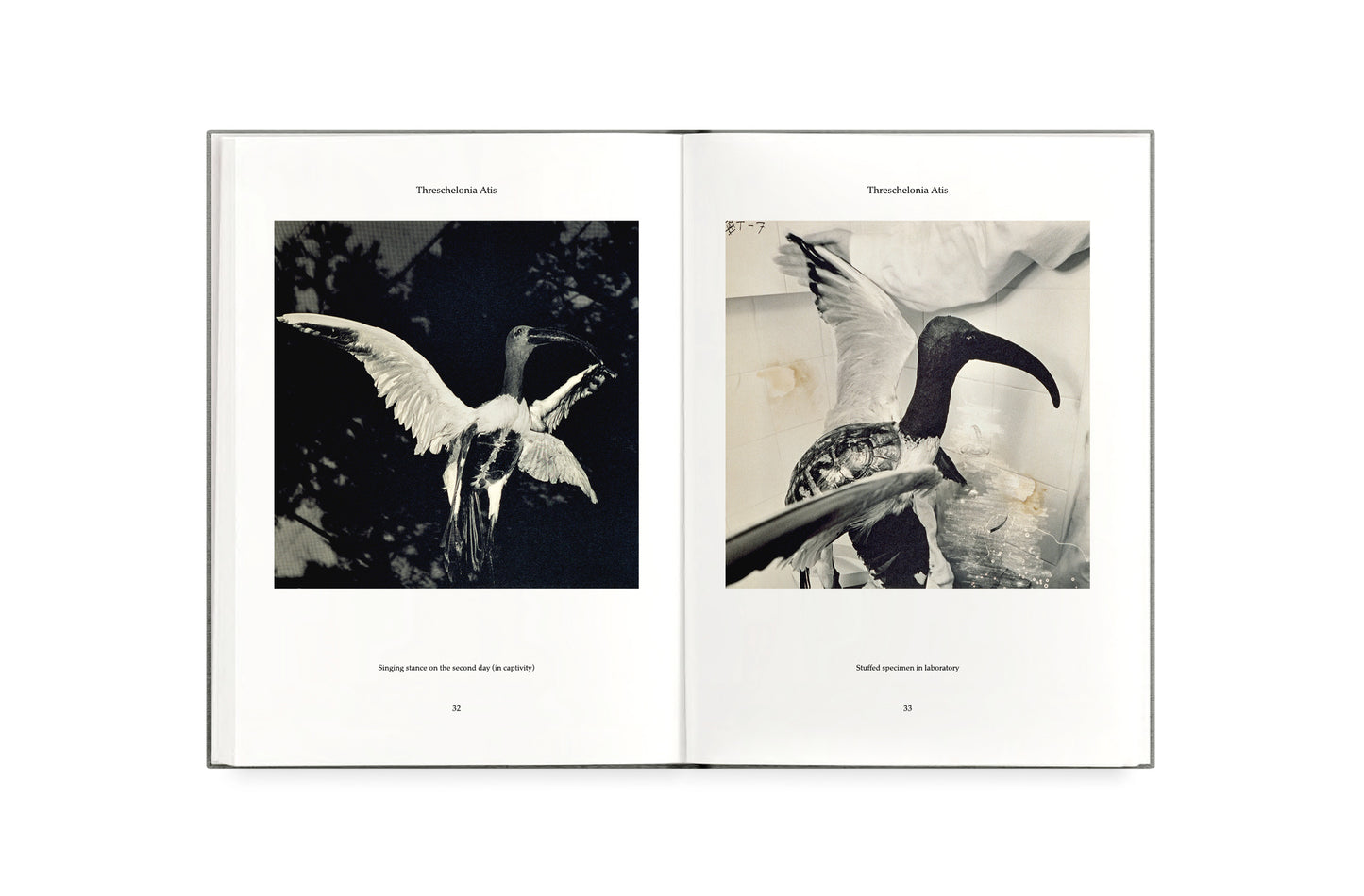 FAUNA - wholesale