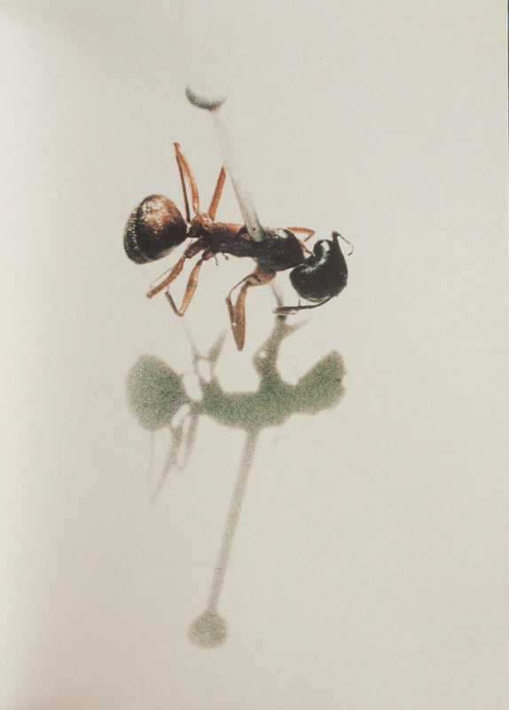 Mark Morrisroe - First edition