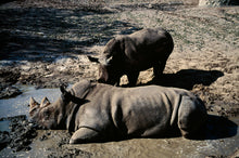 Blue Mud Swamp - signed