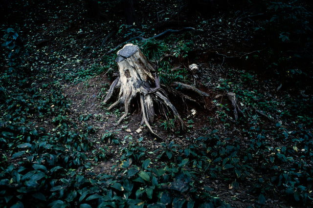 Blue Mud Swamp [Signed]