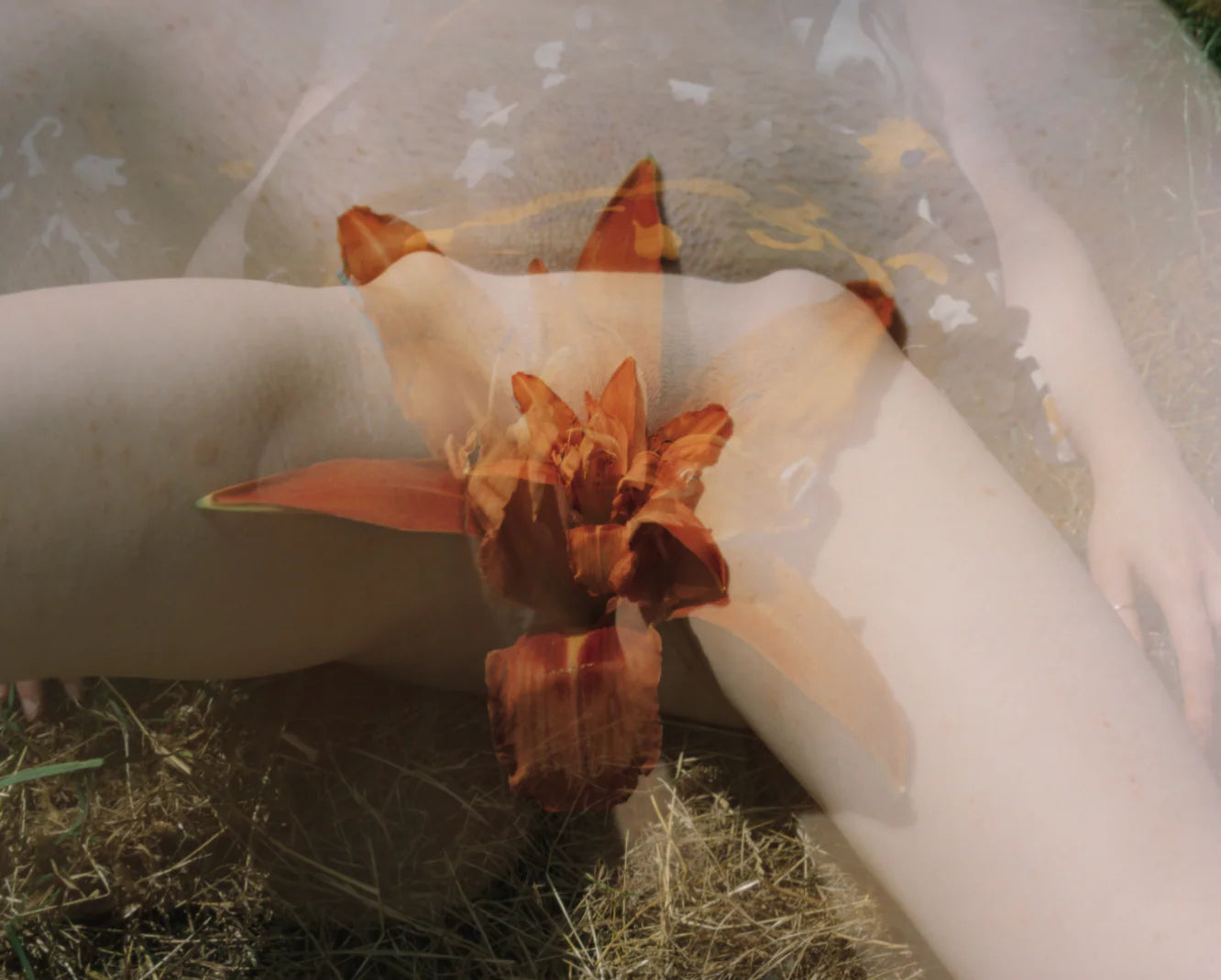 PETAL [Signed]