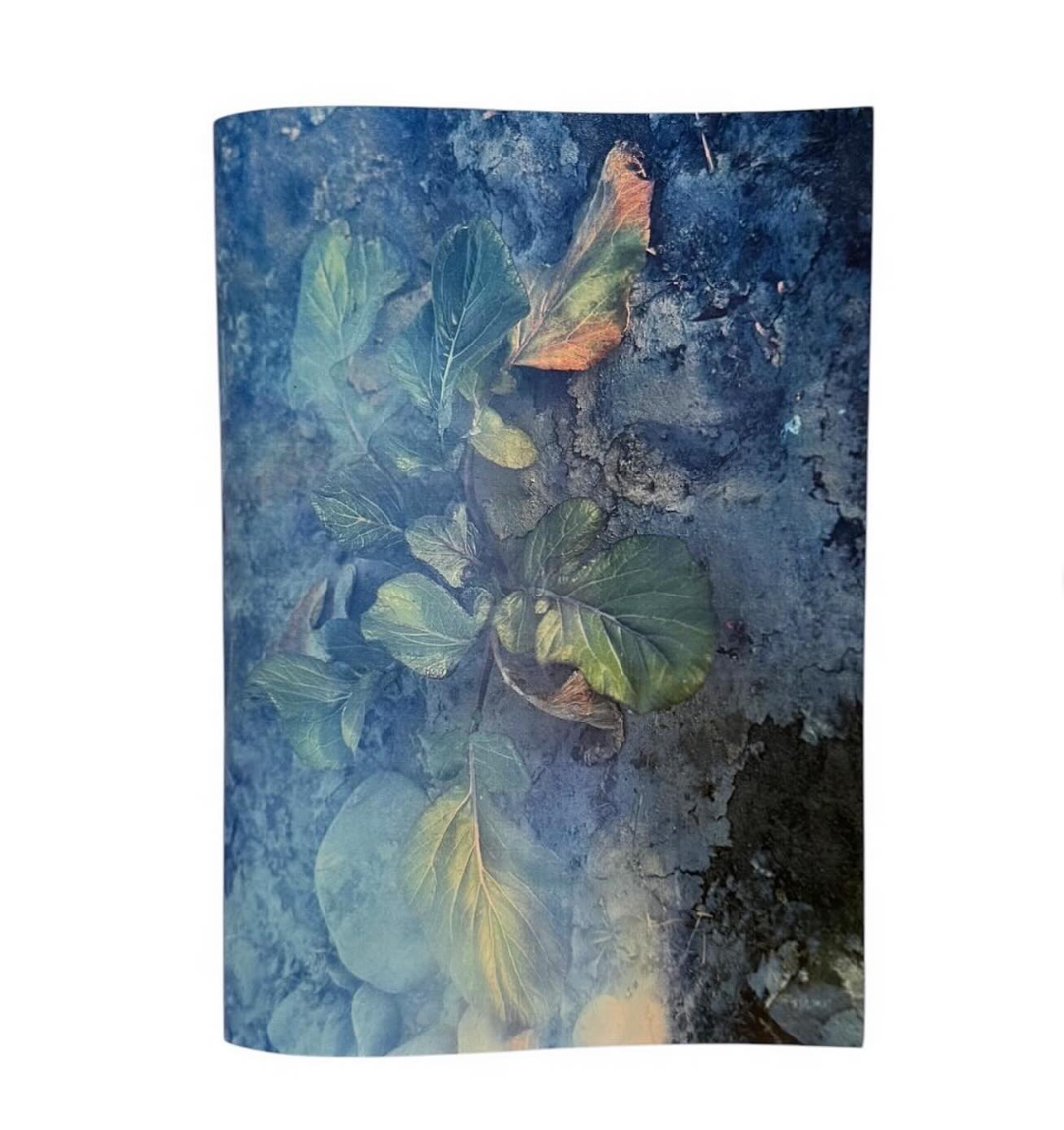 Plants, middle reaches of Tama River, winter - signed