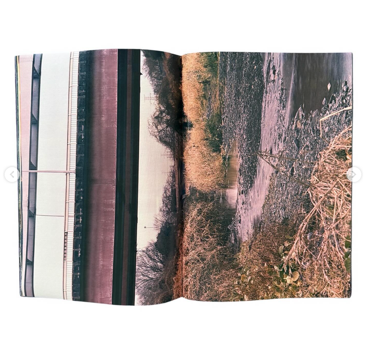 Plants, middle reaches of Tama River, winter [Signed]