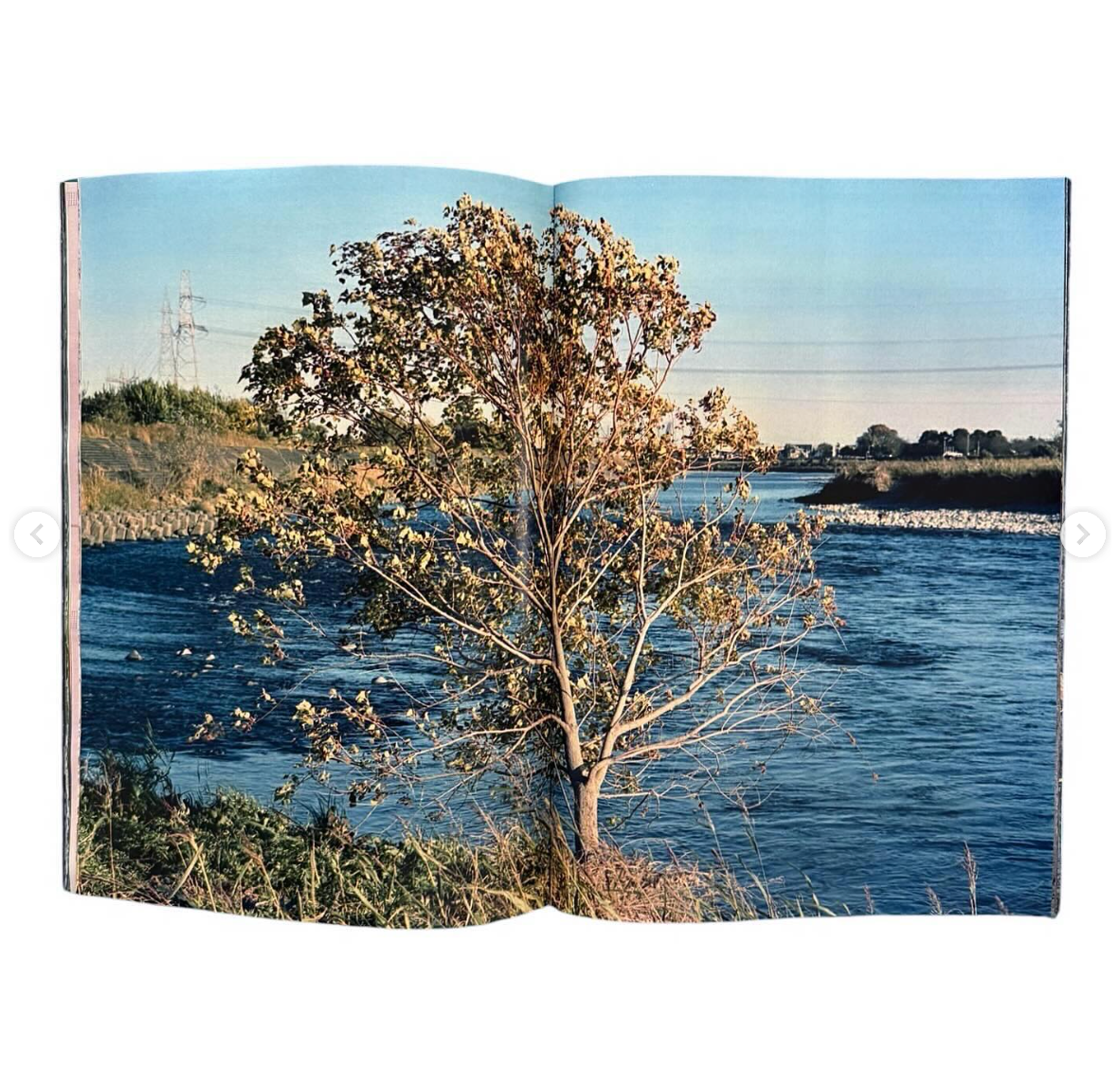 Plants, middle reaches of Tama River, winter [Signed]