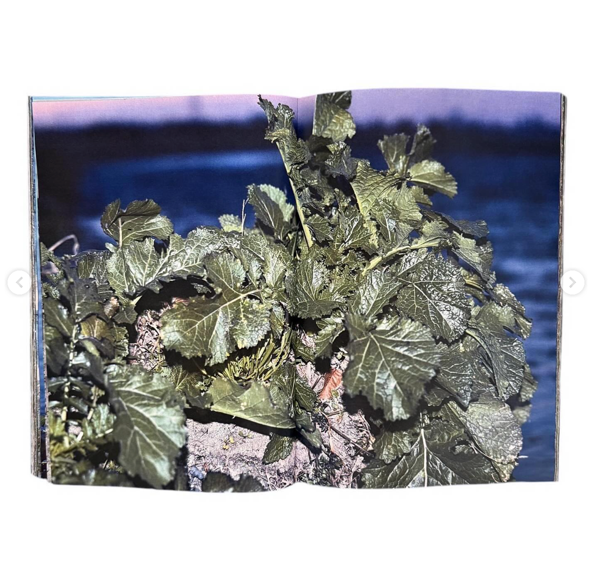 Plants, middle reaches of Tama River, winter [Signed]