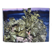 Plants, middle reaches of Tama River, winter - signed