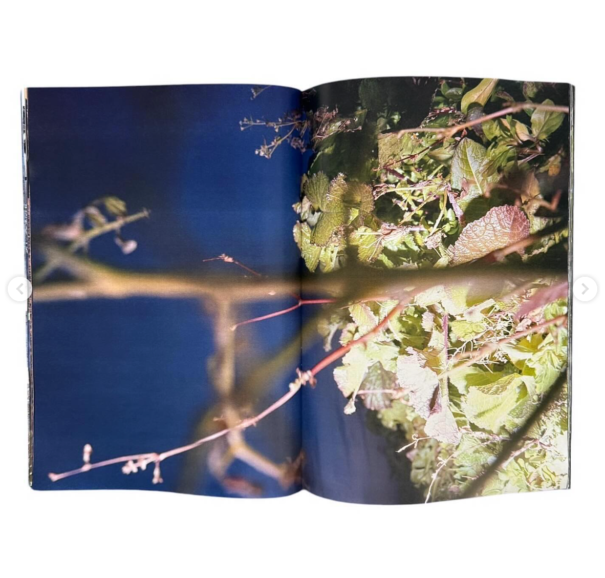 Plants, middle reaches of Tama River, winter [Signed]