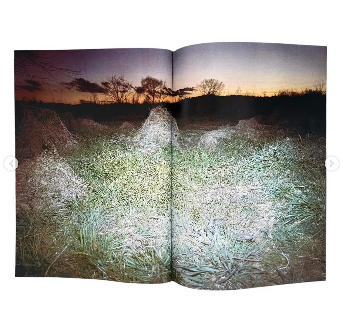 Plants, middle reaches of Tama River, winter [Signed]