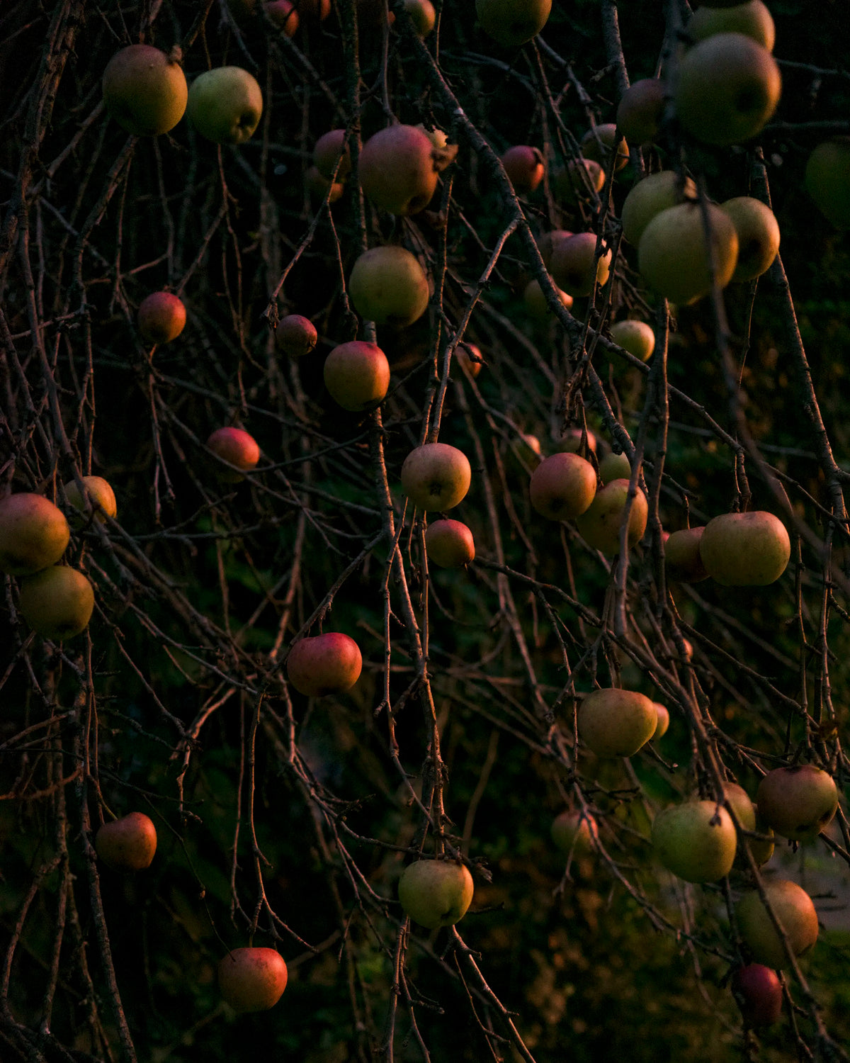 Golden Apples — Matthew Casteel