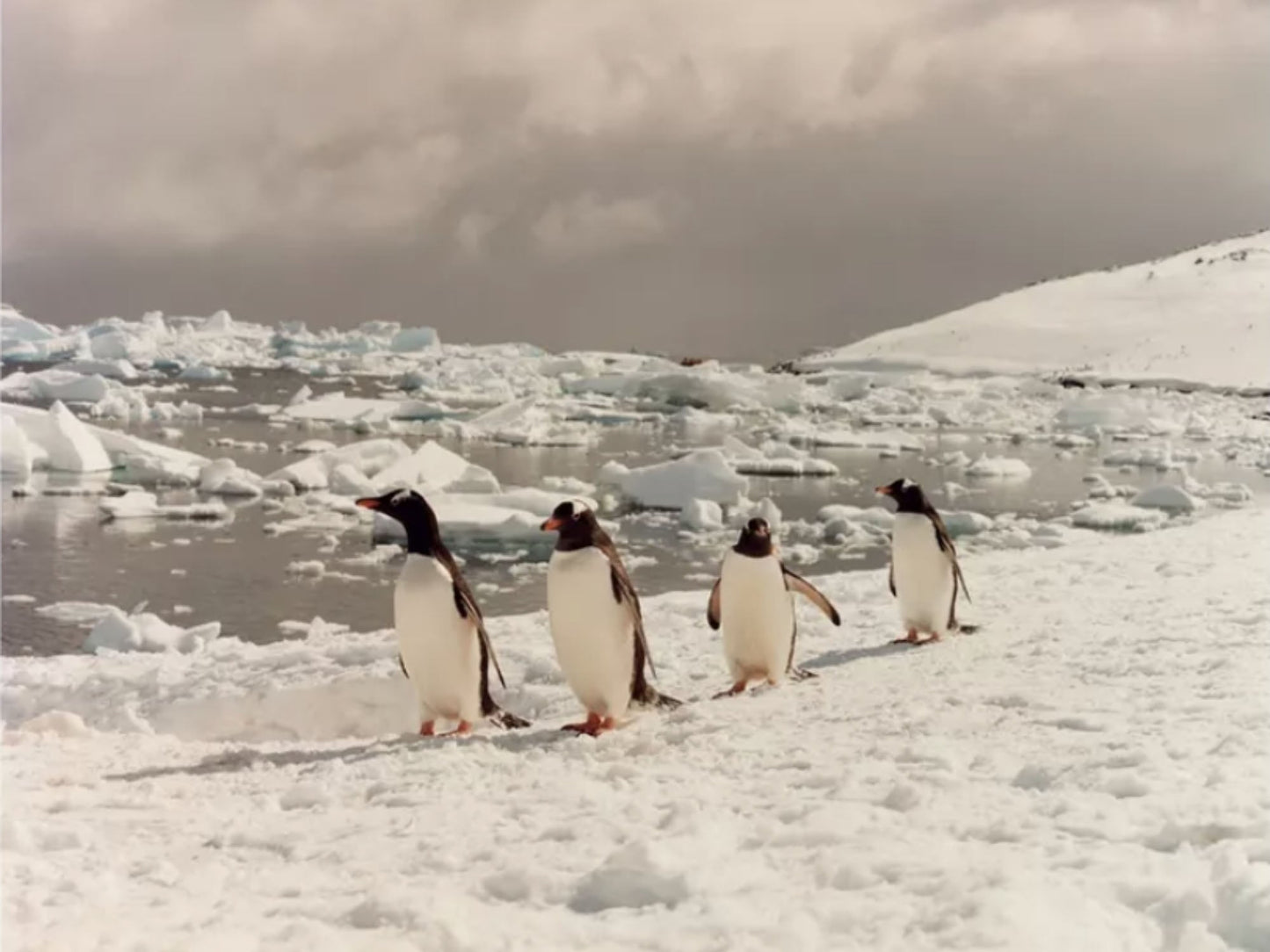 To The Antarctic [Signed]