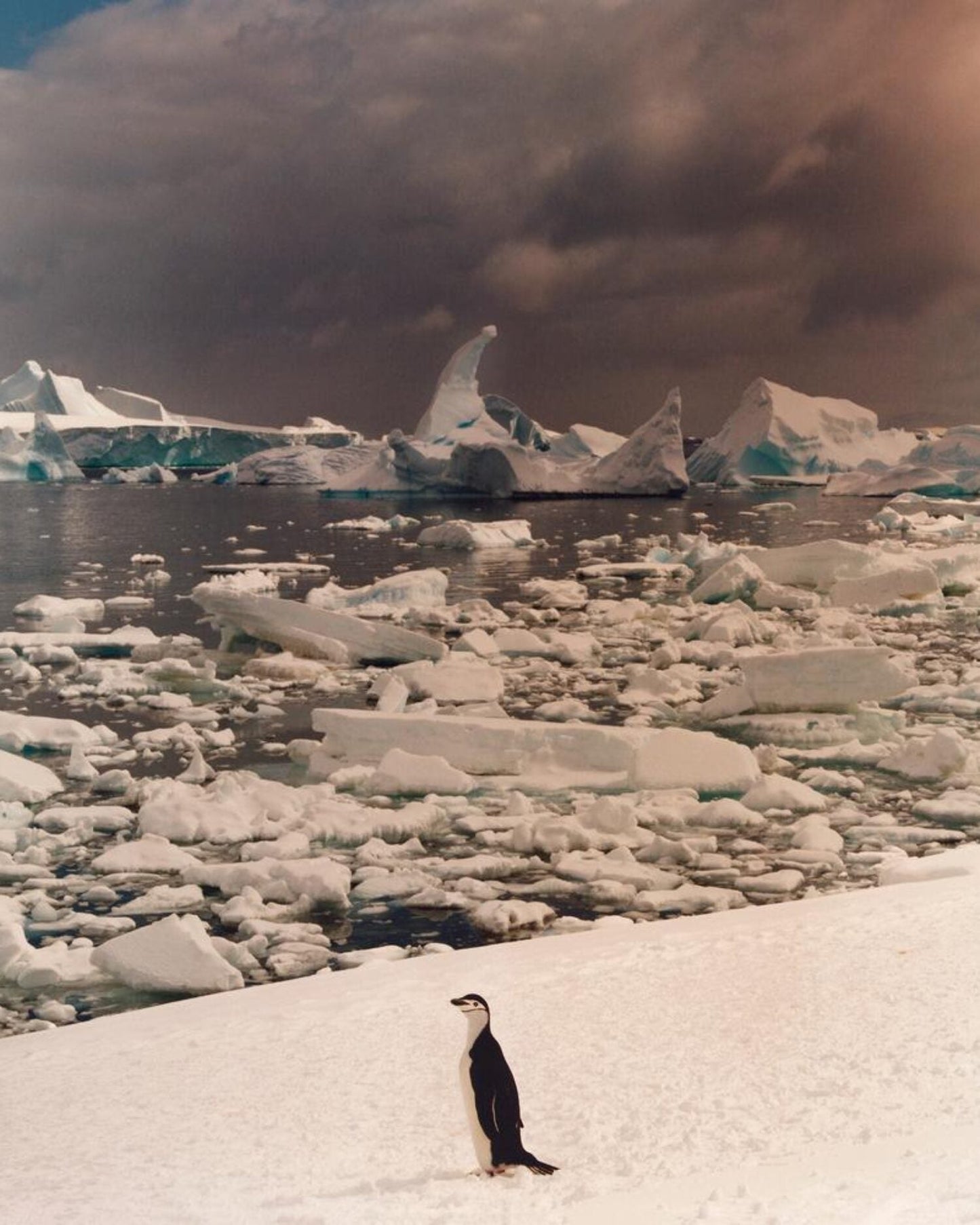 To The Antarctic [Signed]