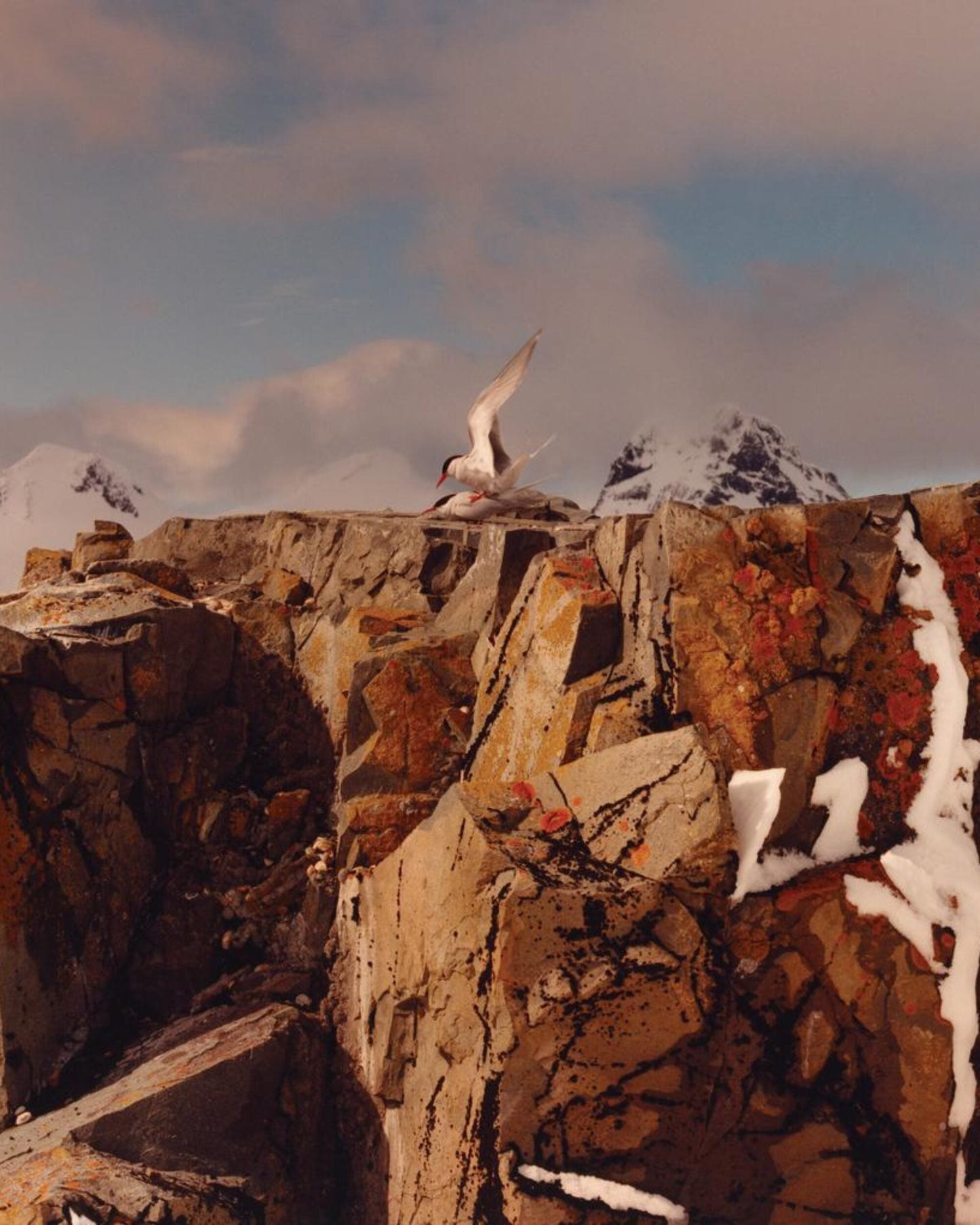 To The Antarctic [Signed]