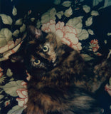 L.A. Polaroids