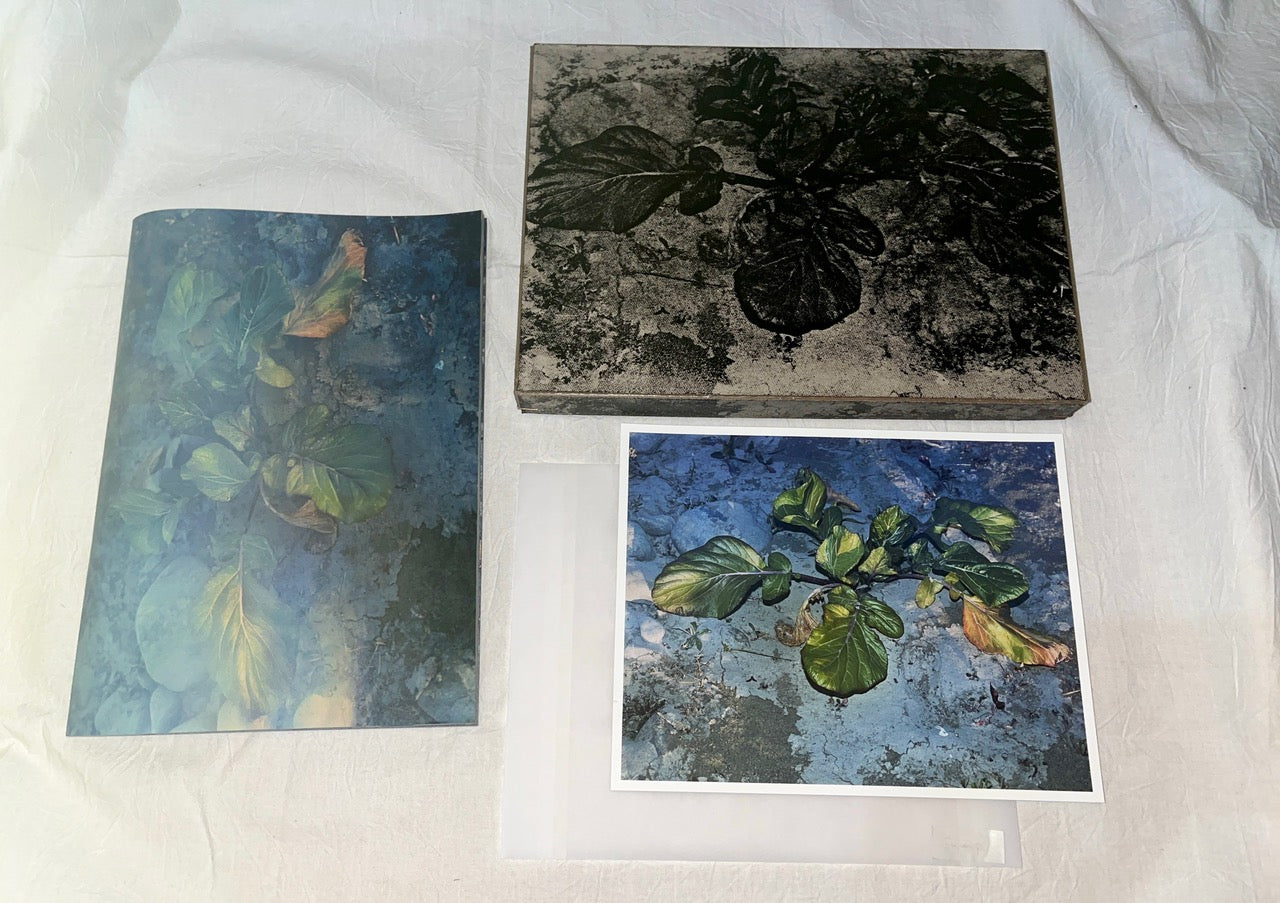 Plants, middle reaches of Tama River, winter - Special Edition