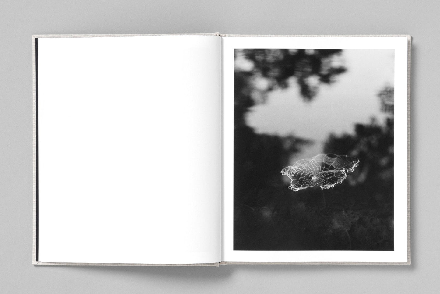 AT NIGHT GARDENS GROW [Signed]