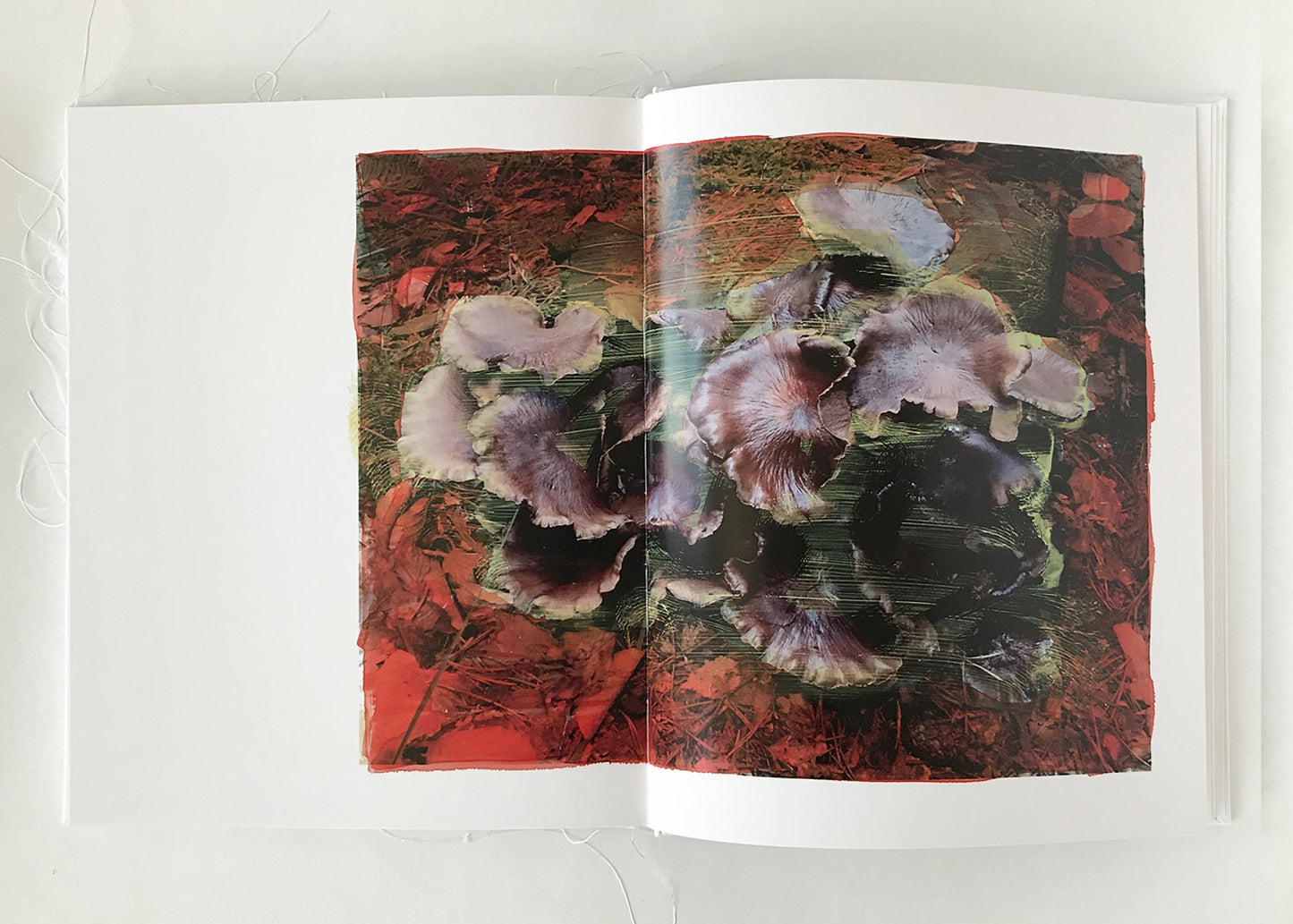 Of Mud and Lotus [Signed]
