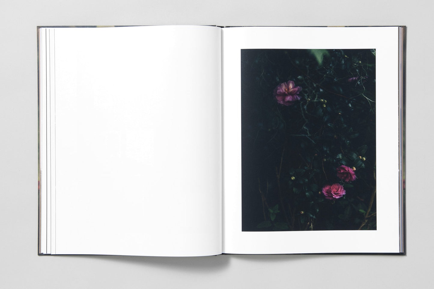 Blackwater River - Artist Edition