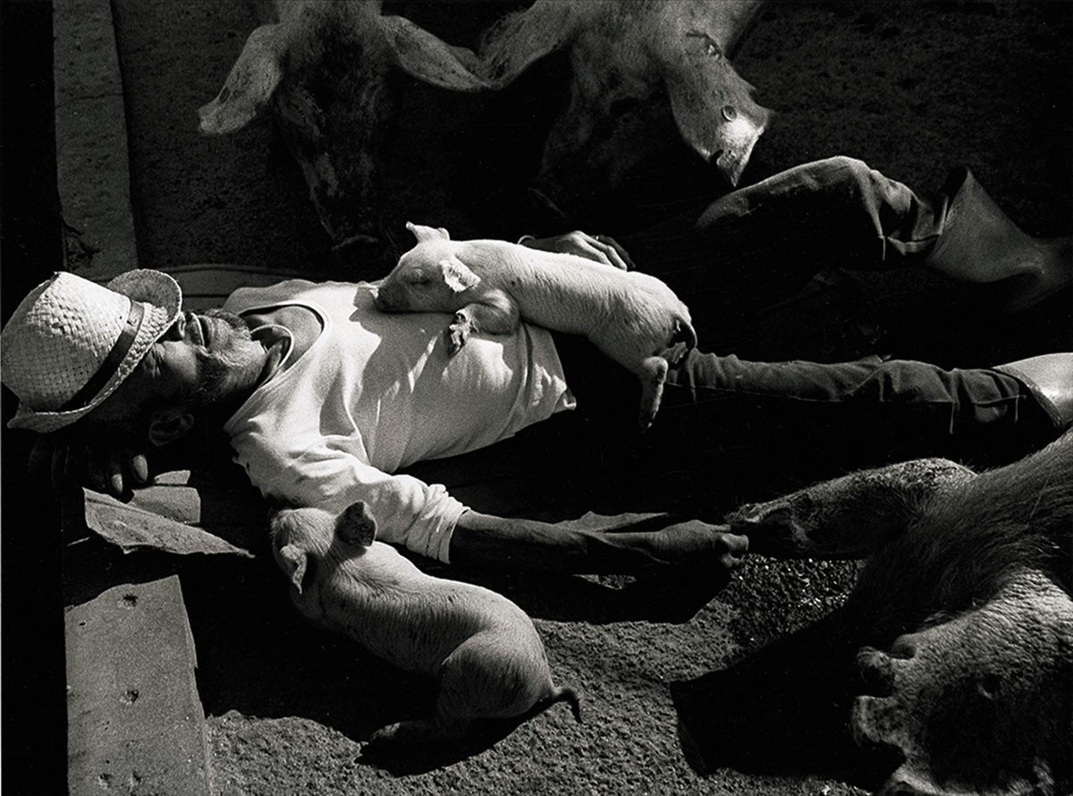 A Life With Pigs