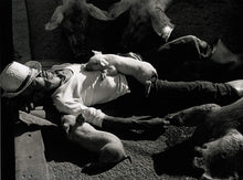 A Life With Pigs