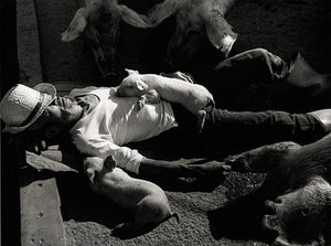A Life With Pigs