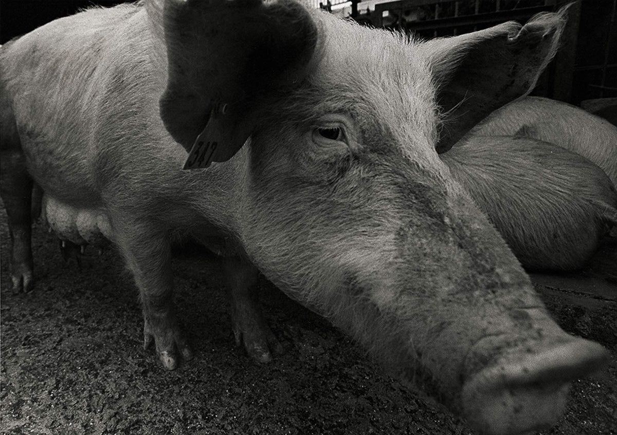 A Life With Pigs