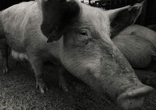 A Life With Pigs