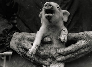 A Life With Pigs